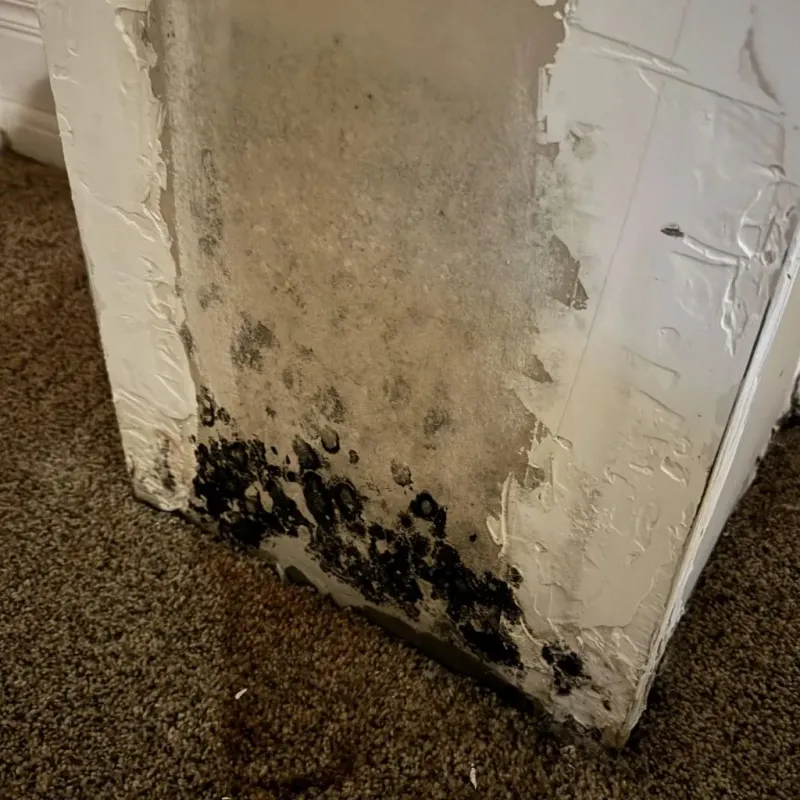 Professional Mold Removal in Mechanicsville, PA